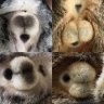 bonpusxixq
